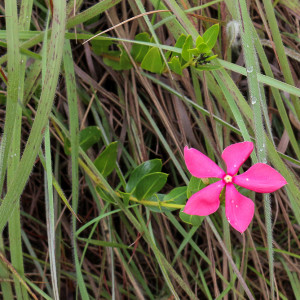 pink periwinkle used for cancer treatments