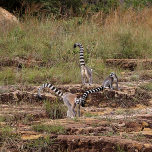 catta lemur