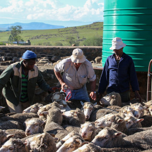 Pat injecting the sheep