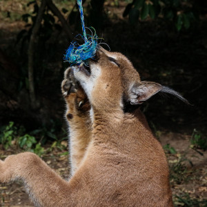 Caracal