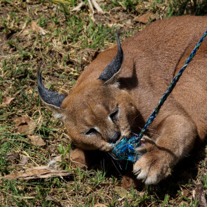 Caracal