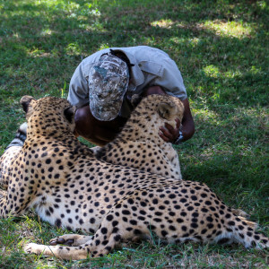 cheetah brothers Shadow and Skye